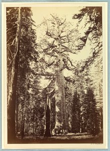 Grizzly Giant, Mariposa Grove, Yosemite
