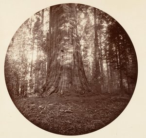 Empire State. C. Grove, ca. 1878. od Carleton Emmons Watkins
