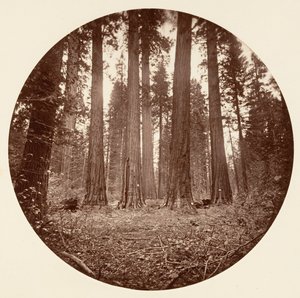 James King of William. Keyston State atd. Calaveras Grove, ca. 1878. od Carleton Emmons Watkins