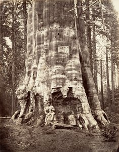 Matka lesa, 1865-66, tisk ca. 1876. od Carleton Emmons Watkins