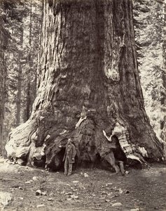 Sekce obra Grizzly, obvod 101 stop, 1865-66, vytištěno ca. 1876. od Carleton Emmons Watkins