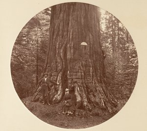Empire State - C. Grove, ca. 1878. od Carleton Emmons Watkins