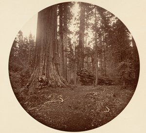 Otec lesa - C. Grove, ca. 1878. od Carleton Emmons Watkins