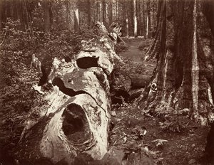 Otec lesa, obvod 112 stop, Calaveras Grove, 1865-66, tištěno ca. 1876. od Carleton Emmons Watkins