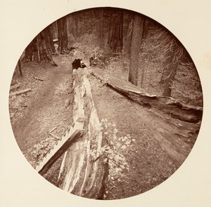Otec lesa 450 Ft Long, C. Grove, ca. 1878. od Carleton Emmons Watkins