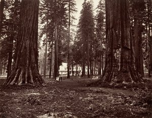 Hotel z Mammoth Grove, ca. 1872, vytištěno ca. 1876. od Carleton Emmons Watkins