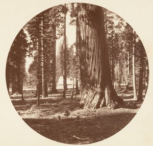 Hotel Mammoth Grove z Grove - Calaveras, ca. 1878. od Carleton Emmons Watkins