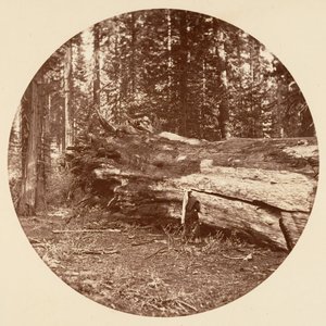 The Miners Cabin - Calaveras Grove, ca. 1878. od Carleton Emmons Watkins