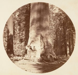 Matka lesa - Calaveras Grove, ca. 1878. od Carleton Emmons Watkins