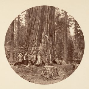 Pride of the Forest - Calaveras Grove, ca. 1878. od Carleton Emmons Watkins