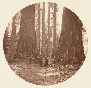 Tři grácie viděné přes háj Bryant a Seward Calaveras, ca. 1878. od Carleton Emmons Watkins