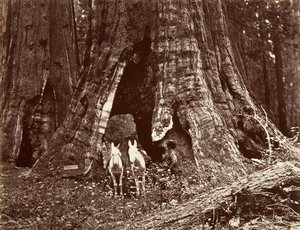 Stativ, obvod 94 stop, 1865-66, vytištěno ca. 1876. od Carleton Emmons Watkins