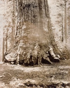 Kmen "Grizzly Giant", Mariposa Grove, 33 stop průměr, 1861