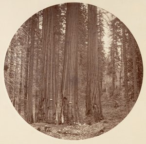 [Yosemitský národní park, Kalifornie], ca. 1878. od Carleton Emmons Watkins