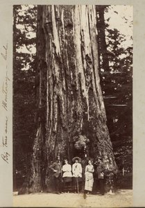 Velké stromy u Monteray [sic] - Cal. od Carleton Watkins