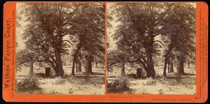 Cabin in Camp Grove, Yosemite Valley, Mariposa County, Ca od Carleton Watkins