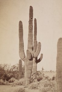 [Kaktus] od Carleton Watkins