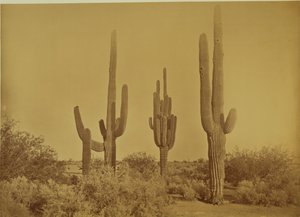 [Kaktus, Arizona - Cereus Giganteus] od Carleton Watkins