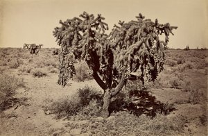 [Kaktus, Arizona Desert] od Carleton Watkins
