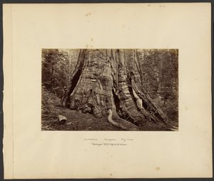 [Kalifornie - Mariposa Big Trees, "Washington" 270 stop vysoký, 92 stop v obvodu.] od Carleton Watkins