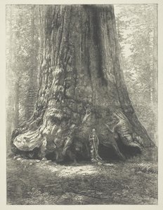 Kopie knihy Carletona Watkinse "Galen Clark Before the Grizzly Giant". od Carleton Watkins