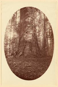 [Empire State Calaveras Grove] od Carleton Watkins