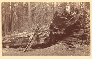 [Otec lesa Calaveras Grove] od Carleton Watkins