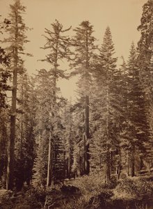 [Lesní scéna] / [Cukrové borovice] od Carleton Watkins