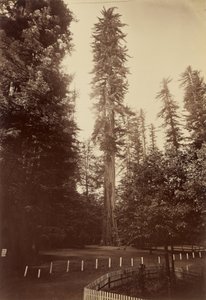Obří sekvoje, Santa Cruz od Carleton Watkins