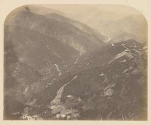 Josephine a Pine Tree od Carleton Watkins