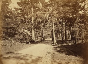 [Monterey, Kalifornie. Moss Avenue, 18 Mile Drive.] od Carleton Watkins