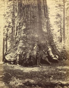 [Sekce Grizzly Giant] od Carleton Watkins