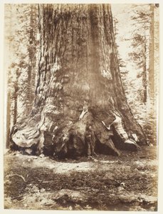 Sekce Grizzly Giant s Galenem Clarkem, Mariposa Grove, Yosemite od Carleton Watkins