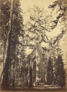 od Carleton Watkins