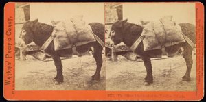 Nejstarší obyvatel Farallonských ostrovů od Carleton Watkins