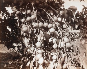 Bez názvu [ovoce na stromě] od Carleton Watkins