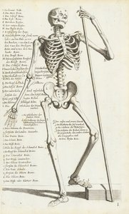 Anatomická studie lidské kostry Carlo Cesi od Carlo Cesi