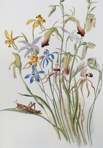 Iris a Blue Speedwell