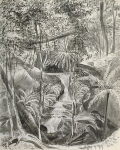 Studie džungle, 19. století