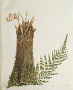 Studie kapradiny, 19. století