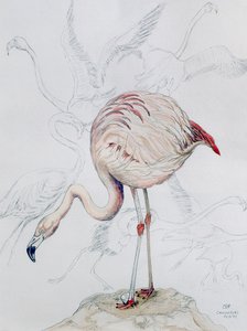 Flamingo (tužka a wc na papíře)