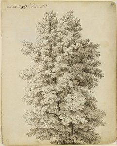 Skupina stromů od Caspar David Friedrich