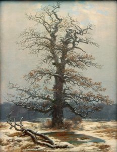 Dub ve sněhu od Caspar David Friedrich