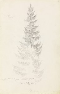Smrk od Caspar David Friedrich