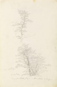 Skupina mladých stromků od Caspar David Friedrich