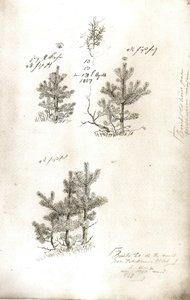 Pines od Caspar David Friedrich