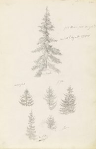 Šest studií smrku a jedle od Caspar David Friedrich