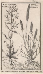 Centaury a myší ocas Centaurium mínus. Cauda MurisDuisent-Guilder Herb. Myší ocas (nadpis na předmětu)