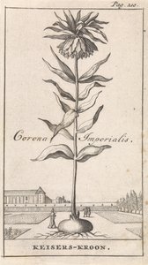 Císařská koruna Corona Imperialis / Imperial Crown (název na objektu) od Caspar Luyken
