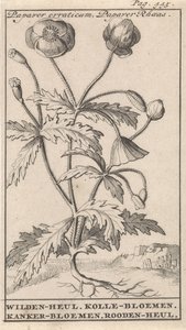 Mák Papaver erraticum, Papaver Rhoeas / Wilden-heul. Kolle květiny. Rakovina květiny. Roodenheul (název na objektu)